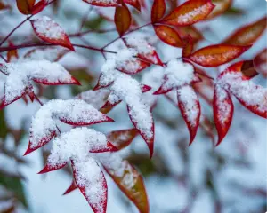 画像:雪景色 イメージ