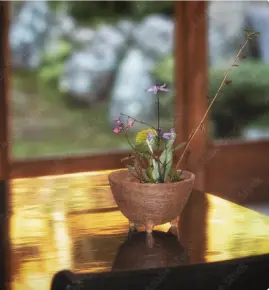 画像:小鉢サイズの植木