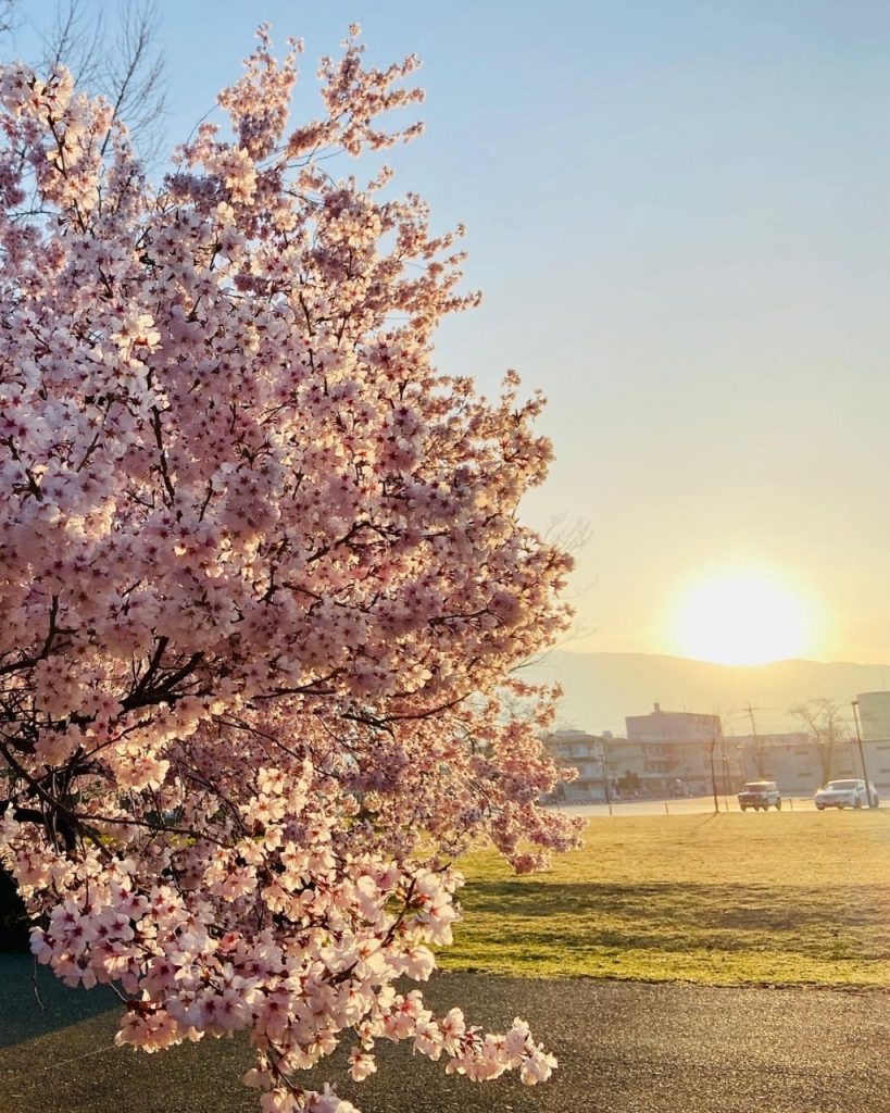 上田城🌸桜🌸満開です❗行っちゃう?行っちゃおう❣ メインイメージ画像