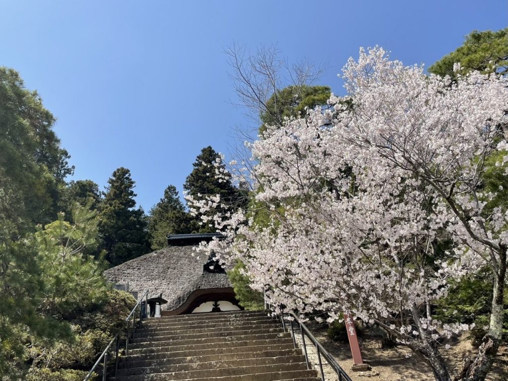 ついに来たーーー!別所温泉も🌸桜満開 メインイメージ画像