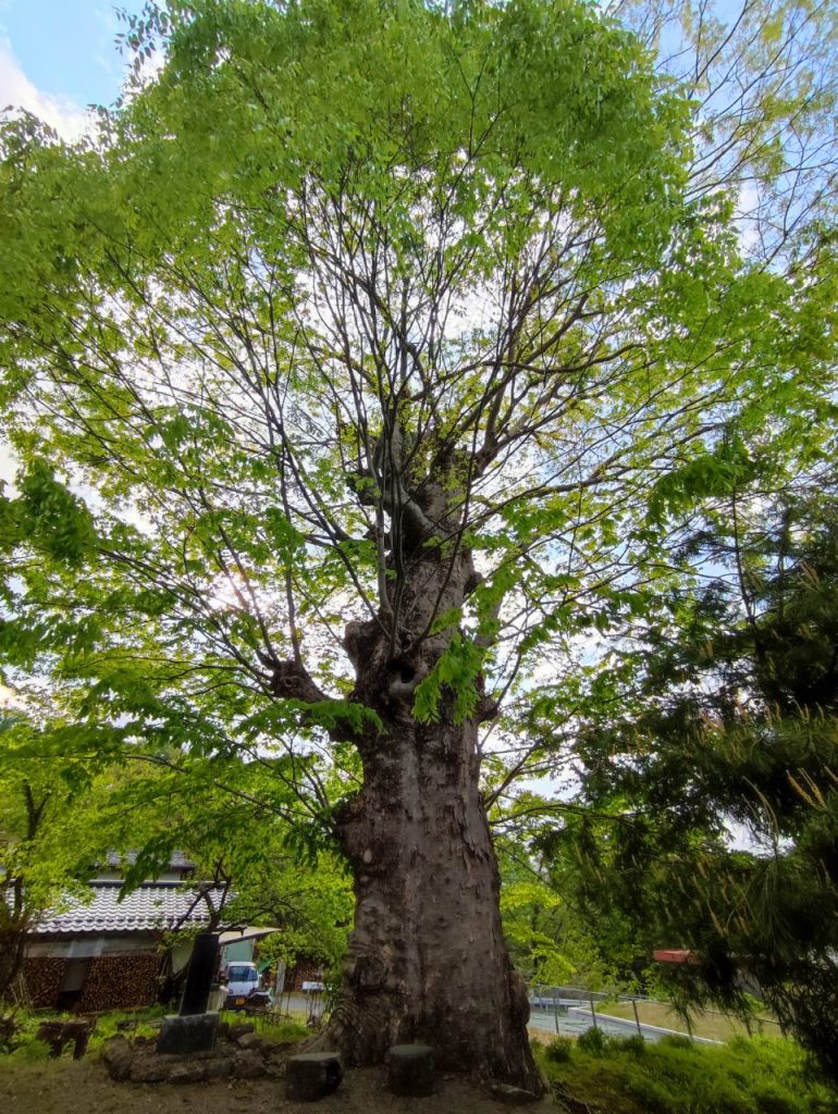 森林浴~緑のマイナスイオン~前山寺から塩野神社 メインイメージ画像