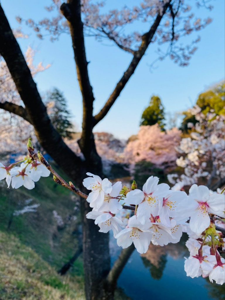 上田城址公園~桜前線🌸早くも到来👀あっという間に満開でーす🌸 メインイメージ画像