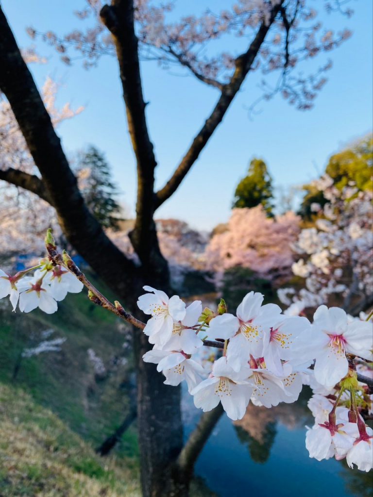 上田城址公園～桜前線🌸早くも到来👀あっという間に満開でーす🌸 メインイメージ画像