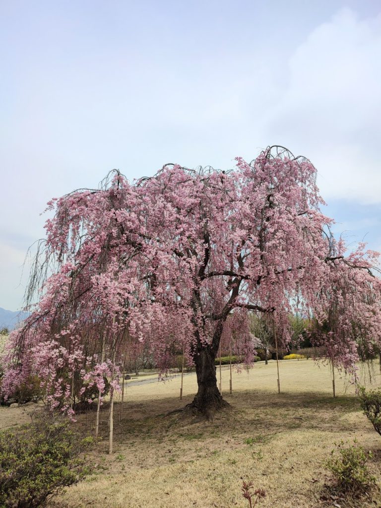 信州の鎌倉~前山寺桜🌸見頃です~ メインイメージ画像