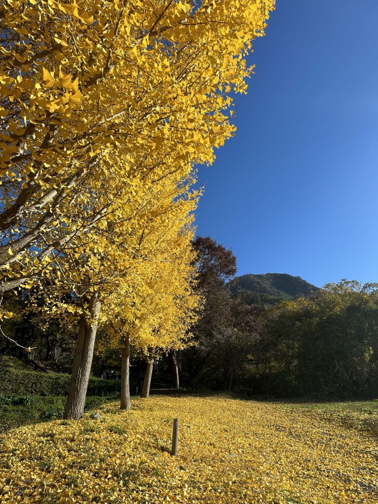 塩田平紅葉真っ盛りです🍁 メインイメージ画像