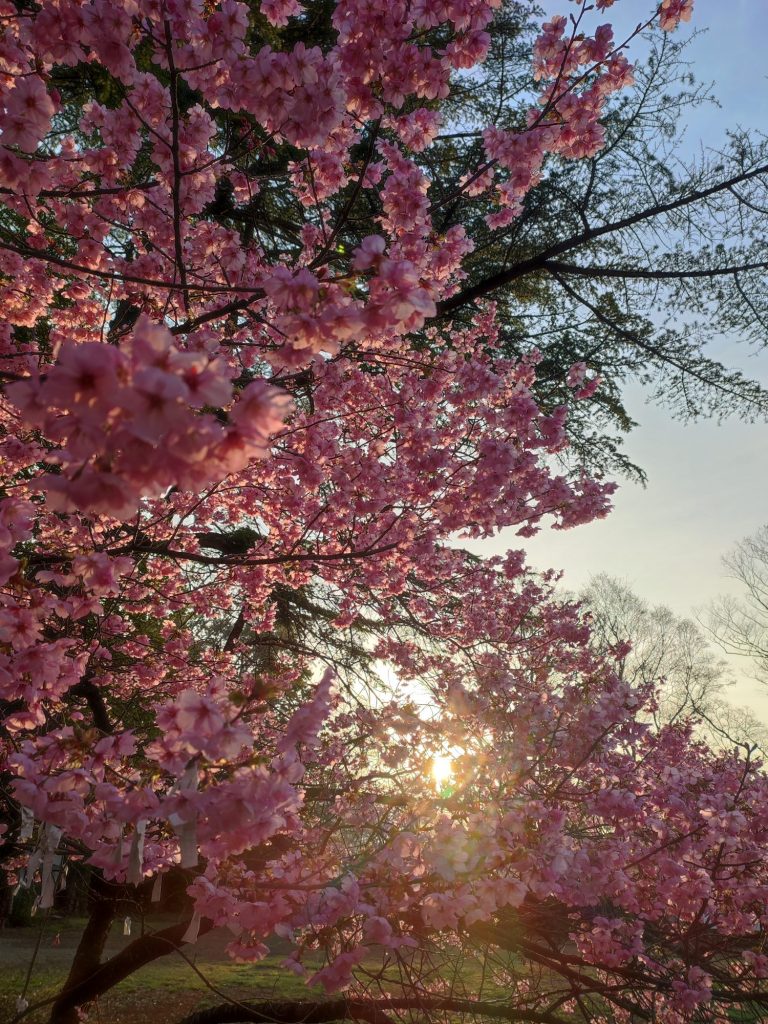 みちこの朝活〜上田城址公園満開です🌸〜 メインイメージ画像