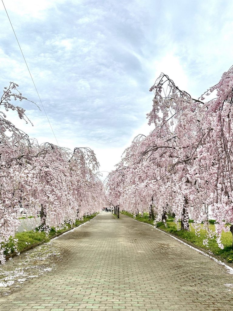 女将ちゃんの休日 念願の3キロ枝垂れ桜 福島へ メインイメージ画像