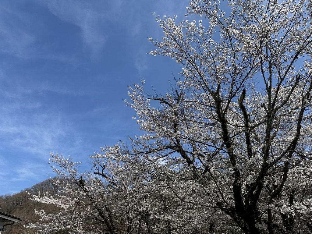 別所温泉も満開です🌸 メインイメージ画像