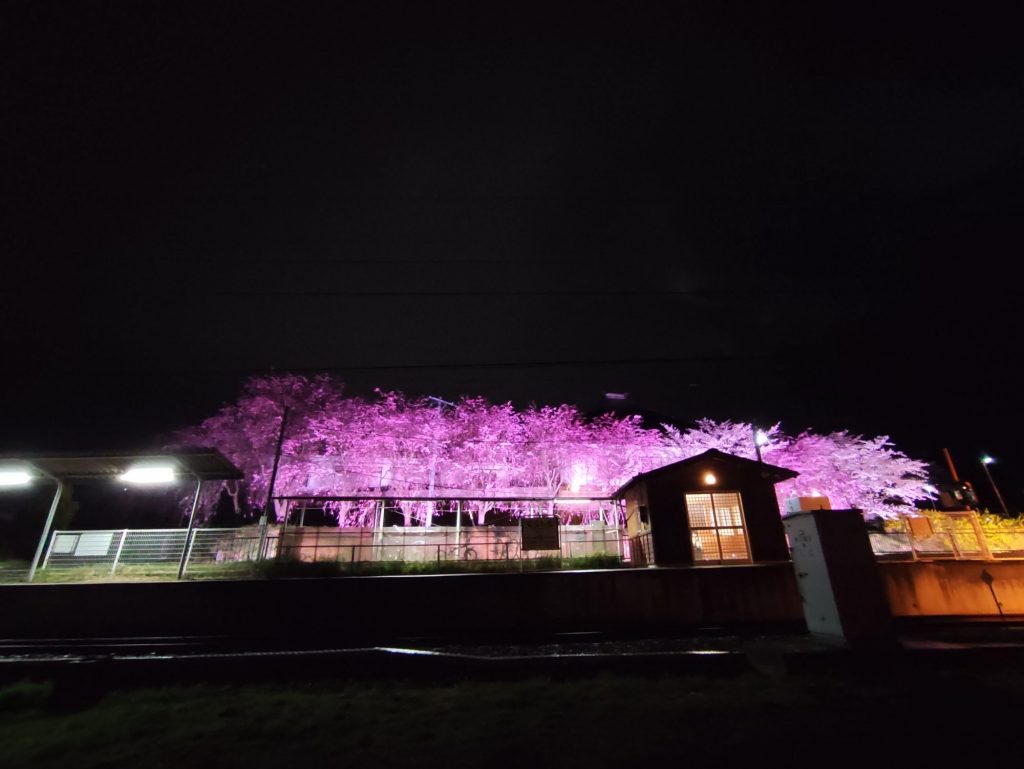 夜桜に魅せられて✨女将ちゃんの禁断の場所?! メインイメージ画像