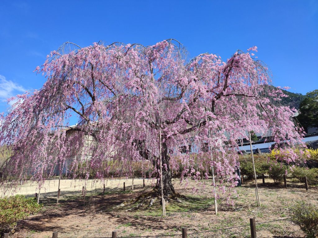前山寺も満開です🌸 メインイメージ画像