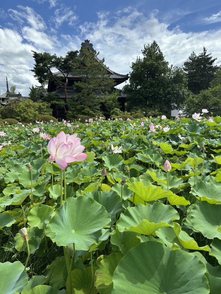 信濃国分寺 ハスが見頃です✨ メインイメージ画像