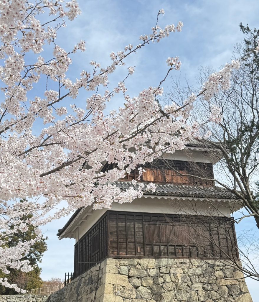 上田城まだまだ桜🌸満開です メインイメージ画像
