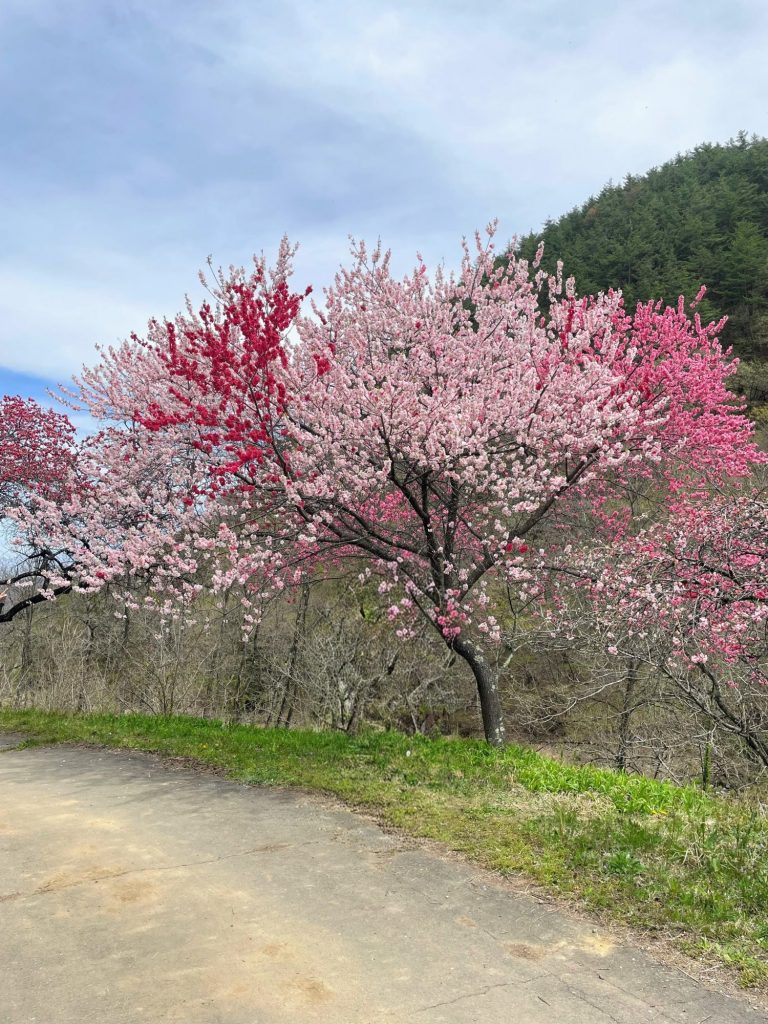 余里一里 花桃の里 満開です🌸 メインイメージ画像